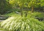 Хаконехлоа (Японская лесная трава), декоративные растения, светло-зеленый