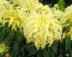 Амарант трехцветный , декоративные растения, желтый