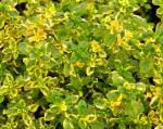 Тимьян лимоннопахнущий , декоративные растения