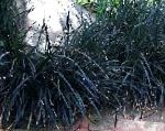Офиопогон плоскоголовый (Ландышник), декоративные растения, черный