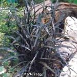 Офиопогон плоскоголовый (Ландышник), декоративные растения, серебристый