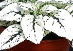 Гипоэстес (Гипестес), декоративные растения, белый