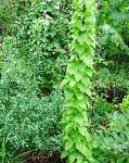 Диоскорея кавказская, декоративные растения, зеленый