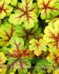 Гейхерелла, декоративные растения, разноцветный