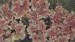 Азолла (Москитный папоротник), декоративные растения, бордовый