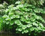 Пельтифиллум (Дармера), декоративные растения, зеленый