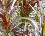 Пеннисетум, декоративные растения, бордовый