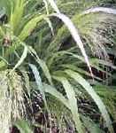 Полевичка (Эрагростис), декоративные растения, светло-зеленый