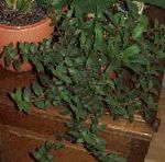 Цианотис, комнатные растения, зеленый