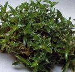 Цианотис, комнатные растения, зеленый