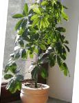 Шеффлера (Гептаплерум), комнатные растения, зеленый