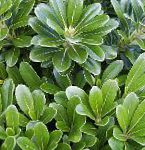 Питтоспорум (смолосемянник), комнатные растения, зеленый