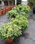 Питтоспорум (смолосемянник), комнатные растения, зеленый