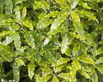 Питтоспорум (смолосемянник), комнатные растения, светло-зеленый