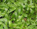 Оплисменус (Остянка), комнатные растения, зеленый