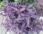 Сеткреазия, комнатные растения, фиолетовый
