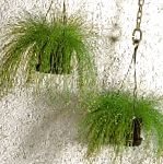 Камыш (Изолепис, Волосяная трава), комнатные растения