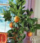 Апельсин, комнатные растения