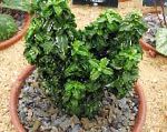 Бересклет (Эвонимус), комнатные растения, зеленый