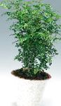 Зантоксилум (Перечное дерево), комнатные растения