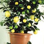 Лимон, комнатные растения