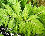 Селагинелла, комнатные растения, светло-зеленый