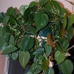 Филодендрон лиана, комнатные растения, зеленый