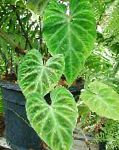 Филодендрон лиана, комнатные растения, зеленый