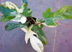 Филодендрон лиана, комнатные растения, пестрый