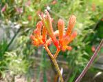 Анигозантос, комнатные цветы, оранжевый