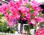Бугенвиллия (Арека) , комнатные цветы, розовый