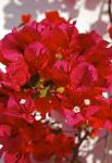 Бугенвиллия (Арека) , комнатные цветы, красный