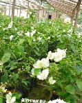Бугенвиллия (Арека) , комнатные цветы, белый