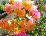 Бугенвиллия (Арека) , комнатные цветы, оранжевый
