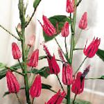 Павония (Триплохламис), комнатные цветы, розовый