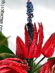 Павония (Триплохламис), комнатные цветы, красный