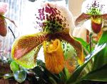Пафиопедилюм (Венерин башмачок), комнатные цветы, желтый