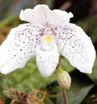 Пафиопедилюм (Венерин башмачок), комнатные цветы, белый