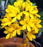 Эпидендрум, комнатные цветы, желтый