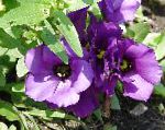 Лизиантус (Эустома), комнатные цветы, фиолетовый