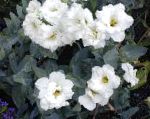 Лизиантус (Эустома), комнатные цветы, белый