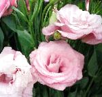 Лизиантус (Эустома), комнатные цветы, розовый