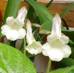 Чирита (Хирита), комнатные цветы, белый