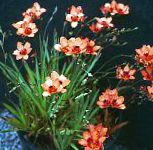 Тритония , комнатные цветы, оранжевый