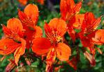 Альстремерия, комнатные цветы, оранжевый