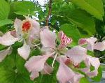 Баухиния (Орхидейное дерево), комнатные цветы, розовый