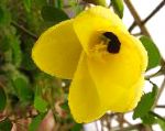 Баухиния (Орхидейное дерево), комнатные цветы, желтый