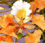 Делоникс королевский , комнатные цветы, оранжевый