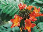 Спатодея (Африканское тюльпанное дерево), комнатные цветы, красный