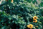 Спатодея (Африканское тюльпанное дерево), комнатные цветы, желтый